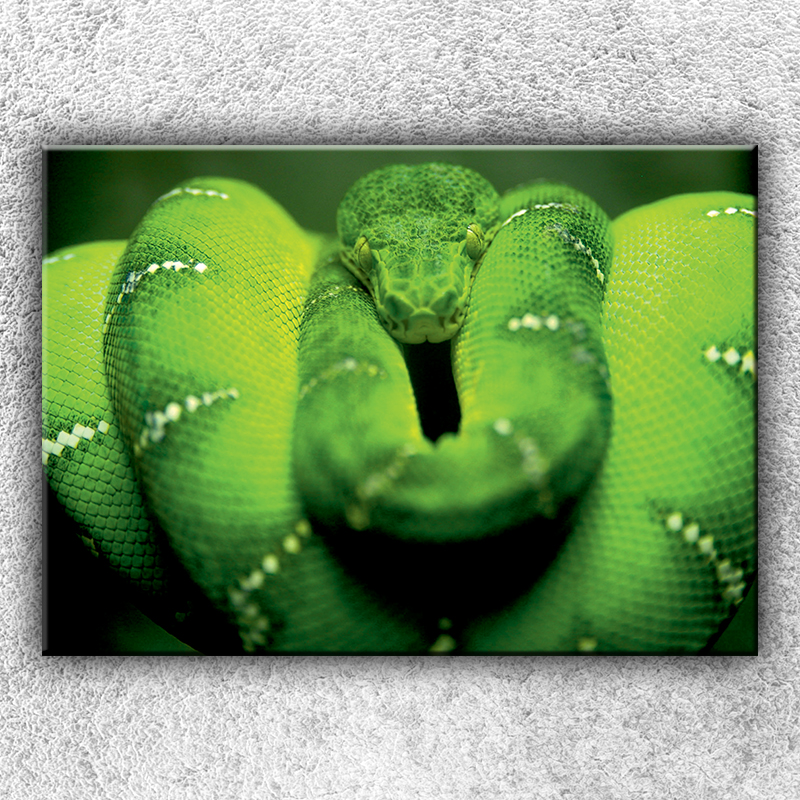 IMPAR Fotografie na plátno Zelený stočený had 1 70x50 cm