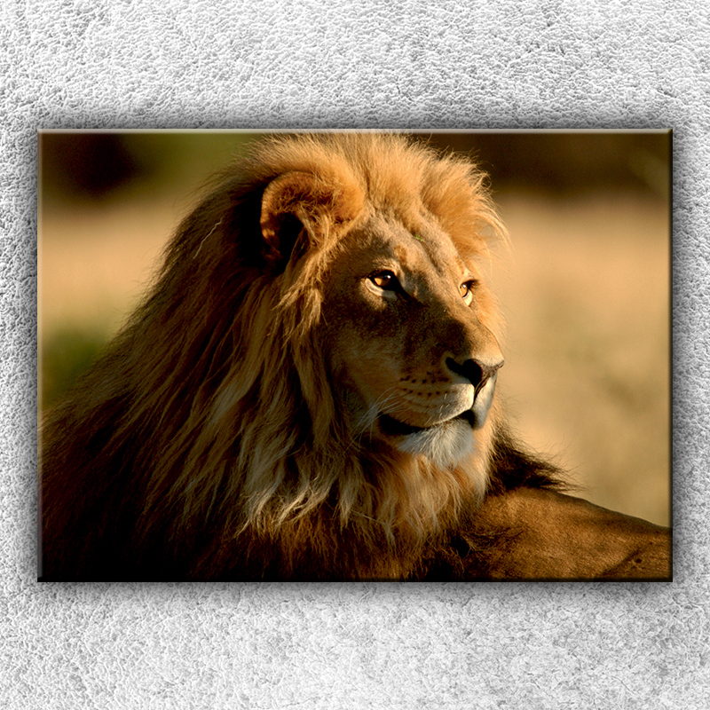 IMPAR Fotografie na plátno Pohled lva 2 70x50 cm