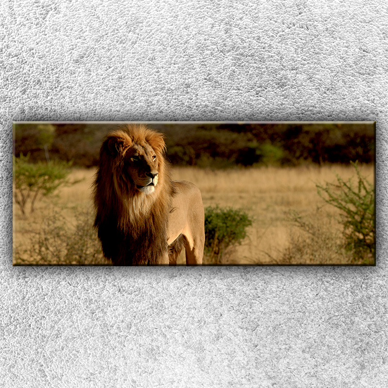 IMPAR Foto na plátno Lev v pozoru 1 150x60 cm