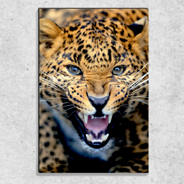 Foto na plátně Gepardí řev 90x60 cm