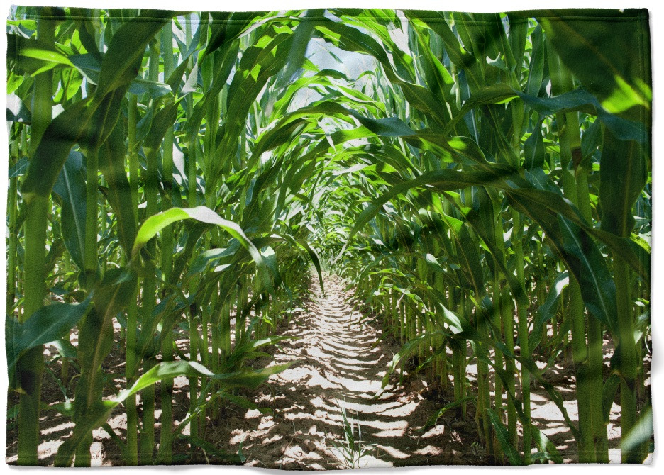 Deka Kukuřičné pole (Rozměr : 150 x 120 cm, Podšití beránkem: NE)
