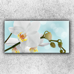 Foto na plátno Bílá orchidej 2 100x50 cm