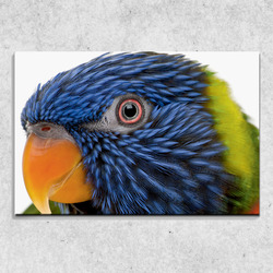 Foto na plátně Barevný papoušek 90x60 cm