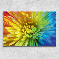 Foto na plátně Duhový květ 90x60 cm