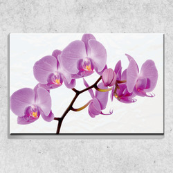 Foto na plátně Růžová orchidej 90x60 cm