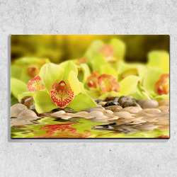 Foto na plátně Zelená orchidej 90x60 cm