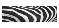 Běhoun Zebra