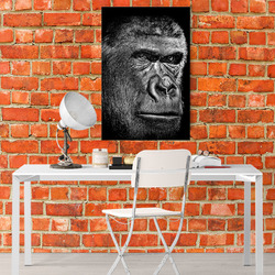 Obraz Gorilla