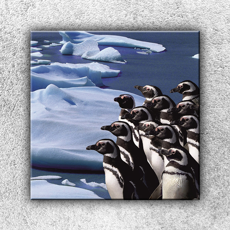 IMPAR Fotografie na plátno Skupina tučňáků 1 70x70 cm