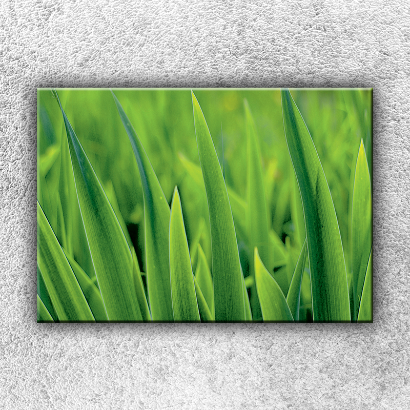 IMPAR Fotografie na plátno Stébla trávy 50x35 cm