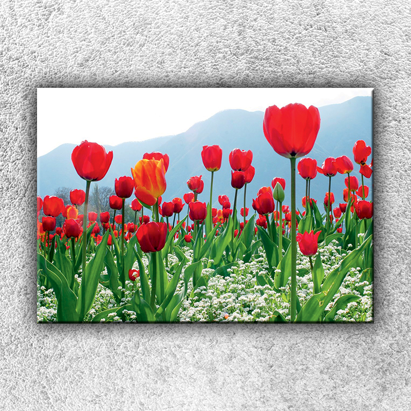 IMPAR Fotografie na plátno Rudé tulipány 1 50x35 cm