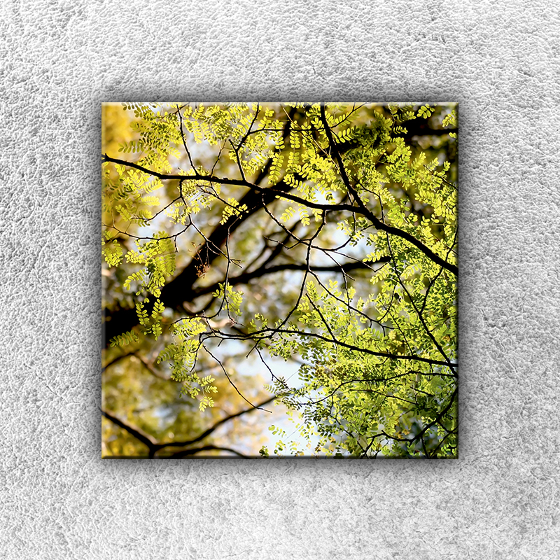 IMPAR Fotografie na plátno V koruně stromu 1 30x30 cm