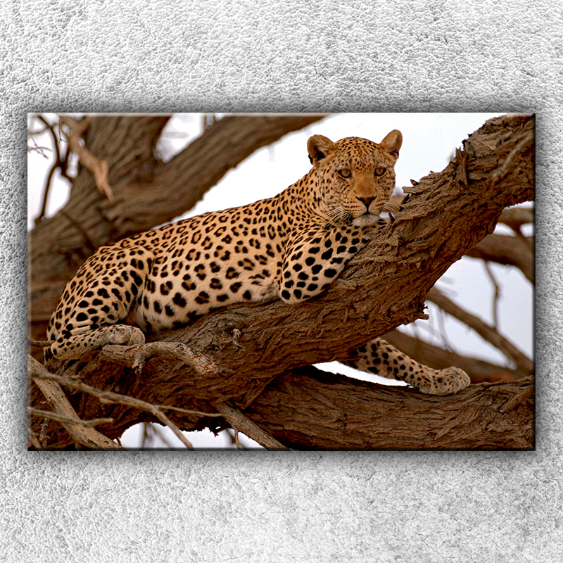 IMPAR Foto na plátno Gepard na stromě 120x80 cm
