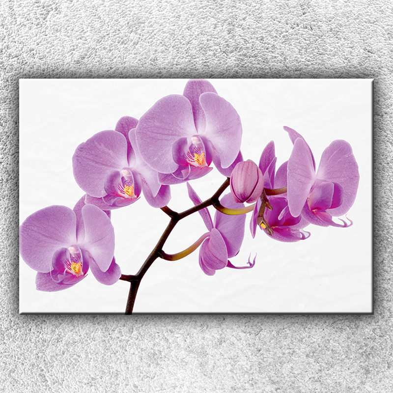 IMPAR Foto na plátno Fialová orchidej 120x80 cm