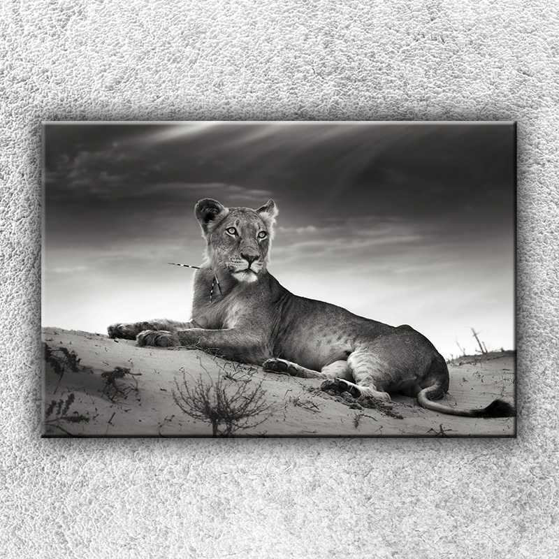 IMPAR Foto na plátno Ležící lev 1 120x80 cm