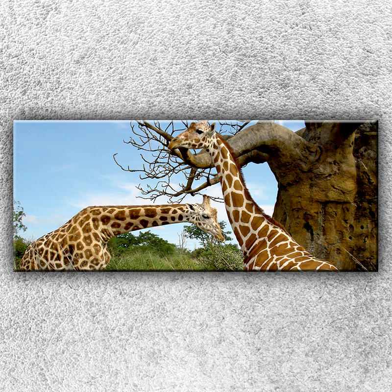 IMPAR Fotografie na plátno Žirafí pár 1 120x50 cm
