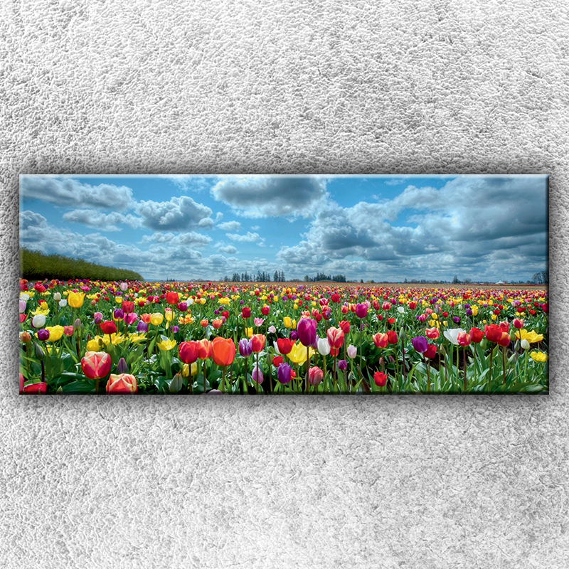 IMPAR Fotografie na plátno Pole barevných tulipánů 2 120x50 cm