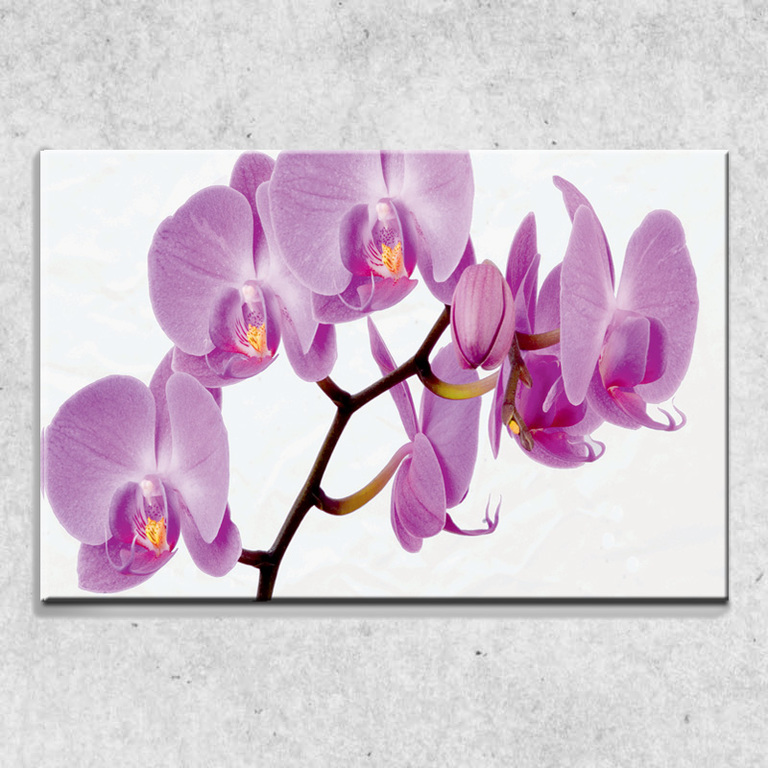 Foto na plátně Fialová orchidej 90x60 cm