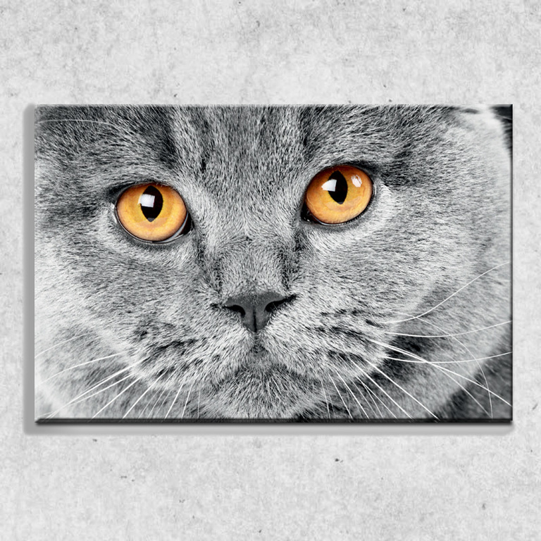 Foto na plátně Kočičí pohled 90x60 cm