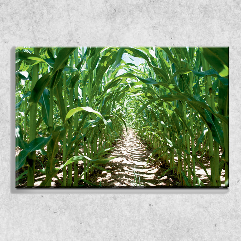 Foto na plátně Kukuřičné pole 90x60 cm