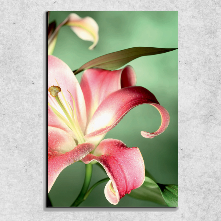 Foto na plátně Orosený květ 90x60 cm