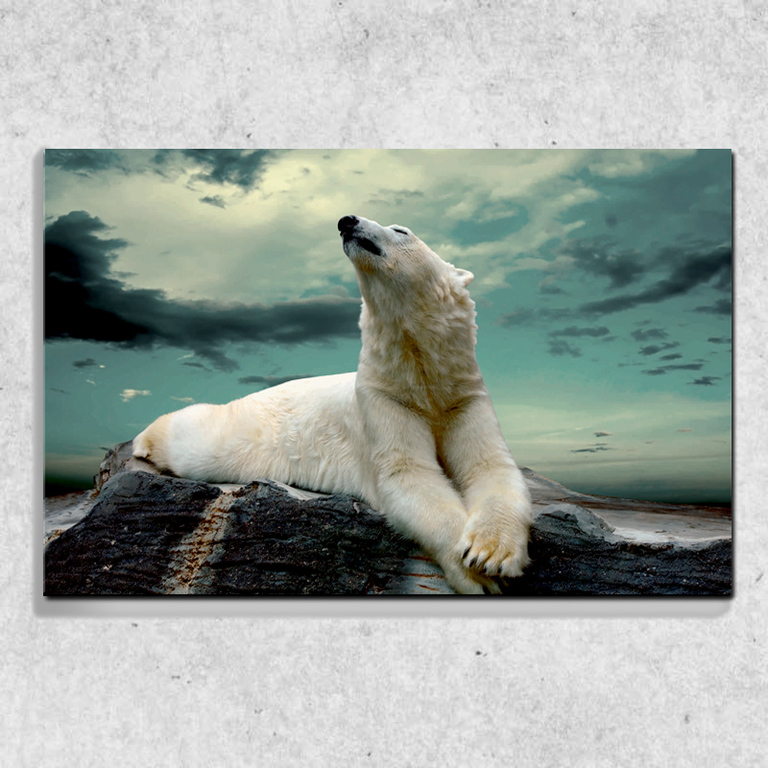 Foto na plátně Zimní medvěd 90x60 cm
